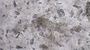 Del laboratorio al territorio: UACh desarrolla investigaciones para una economía más sostenible y circular